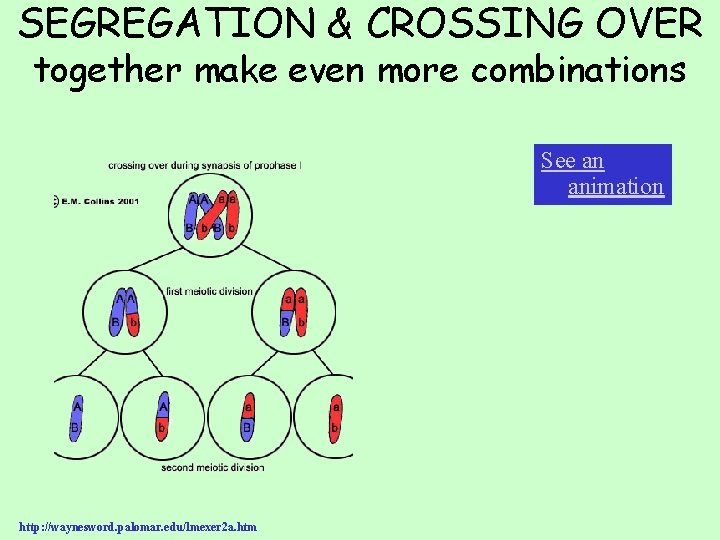 SEGREGATION & CROSSING OVER together make even more combinations See an animation http: //waynesword.