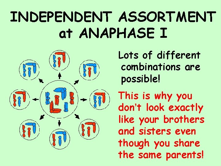 INDEPENDENT ASSORTMENT at ANAPHASE I Lots of different combinations are possible! This is why