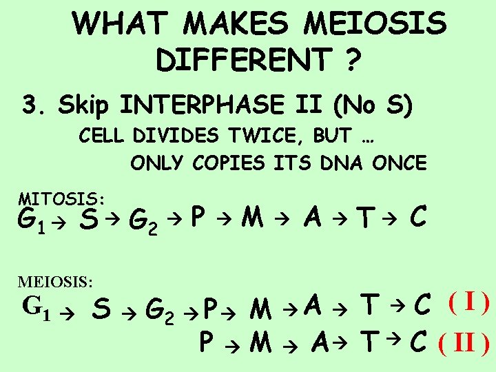 WHAT MAKES MEIOSIS DIFFERENT ? 3. Skip INTERPHASE II (No S) CELL DIVIDES TWICE,