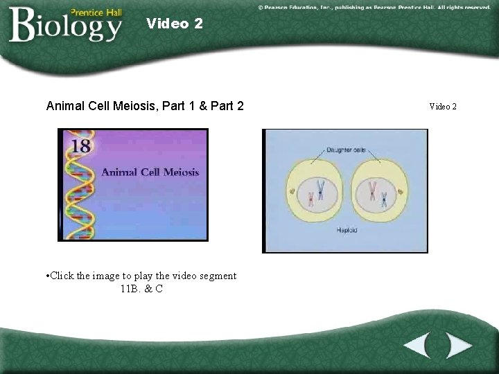 Video 2 Animal Cell Meiosis, Part 1 & Part 2 • Click the image