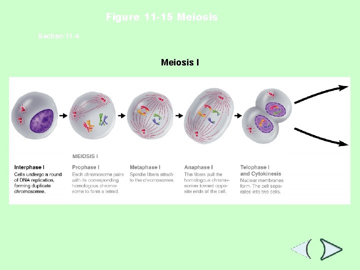 Figure 11 -15 Meiosis Section 11 -4 Meiosis I 