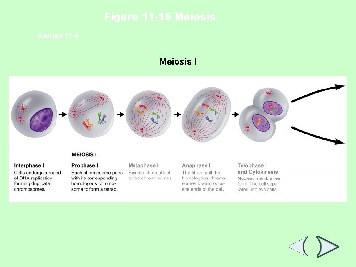 Figure 11 -15 Meiosis Section 11 -4 Meiosis I 