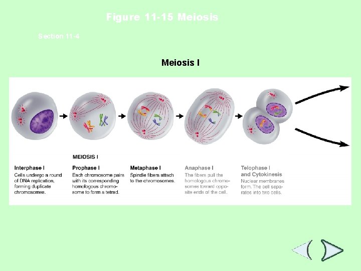 Figure 11 -15 Meiosis Section 11 -4 Meiosis I 