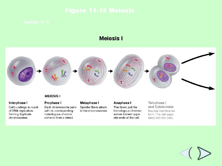 Figure 11 -15 Meiosis Section 11 -4 Meiosis I 