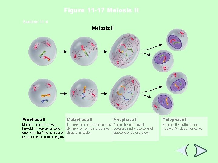 Figure 11 -17 Meiosis II Section 11 -4 Meiosis II Prophase II Metaphase II