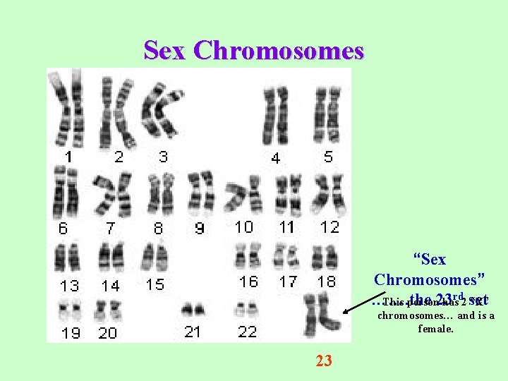 Sex Chromosomes “Sex Chromosomes” ……. the This person 23 hasrd 2 set “X” chromosomes…