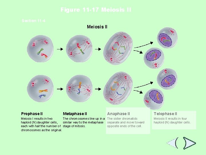 Figure 11 -17 Meiosis II Section 11 -4 Meiosis II Prophase II Metaphase II