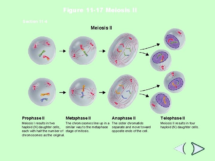 Figure 11 -17 Meiosis II Section 11 -4 Meiosis II Prophase II Metaphase II