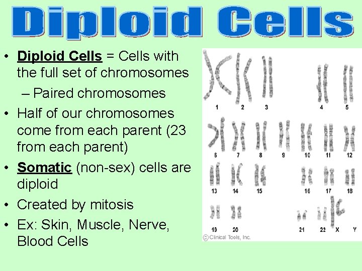  • Diploid Cells = Cells with the full set of chromosomes – Paired