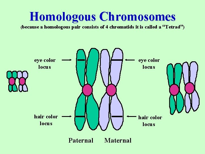 Homologous Chromosomes (because a homologous pair consists of 4 chromatids it is called a