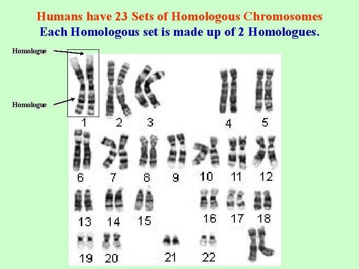 Humans have 23 Sets of Homologous Chromosomes Each Homologous set is made up of