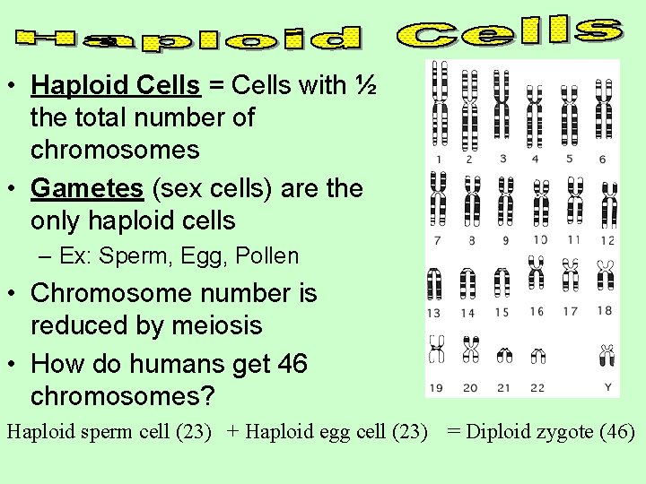  • Haploid Cells = Cells with ½ the total number of chromosomes •