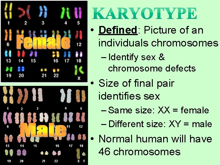  • Defined: Picture of an individuals chromosomes – Identify sex & chromosome defects