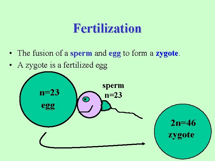 Fertilization • The fusion of a sperm and egg to form a zygote •