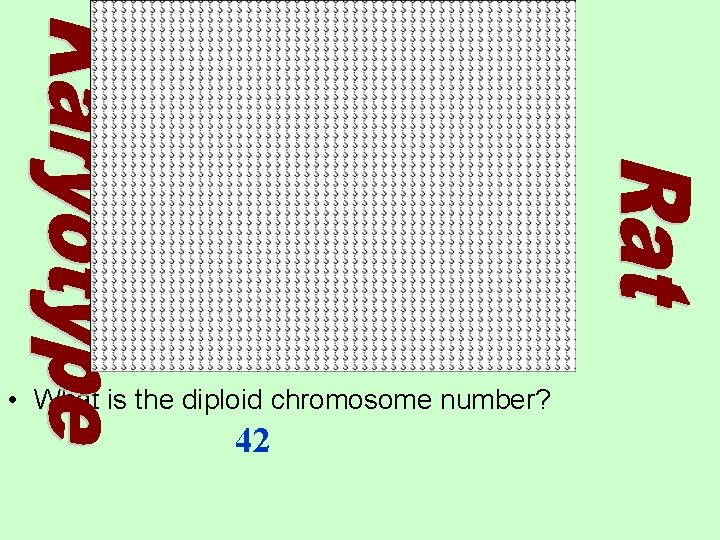  • What is the diploid chromosome number? 42 