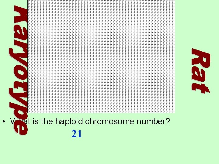  • What is the haploid chromosome number? 21 