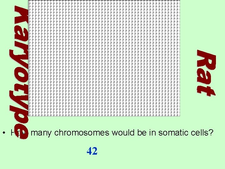  • How many chromosomes would be in somatic cells? 42 