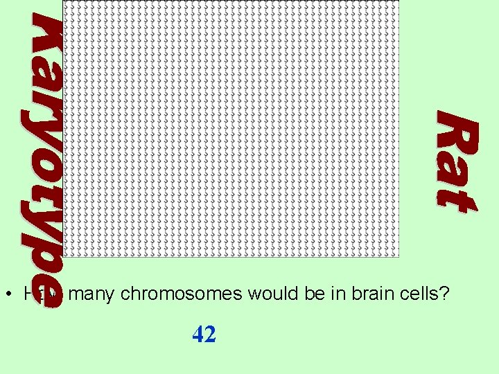  • How many chromosomes would be in brain cells? 42 