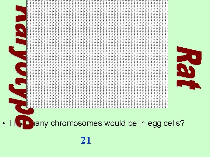  • How many chromosomes would be in egg cells? 21 