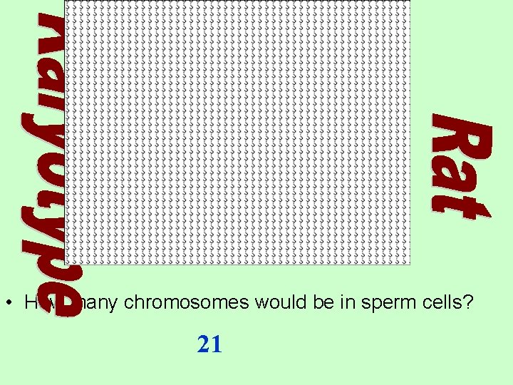  • How many chromosomes would be in sperm cells? 21 