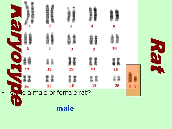  • Is this a male or female rat? male 