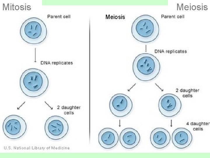 Mitosis Meiosis 