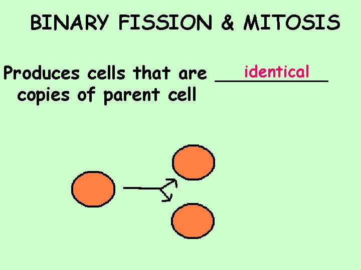 BINARY FISSION & MITOSIS identical Produces cells that are _____ copies of parent cell