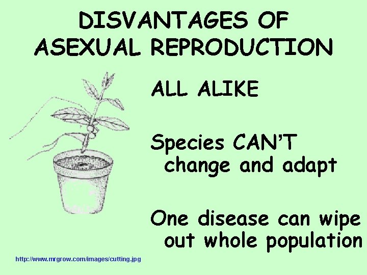 DISVANTAGES OF ASEXUAL REPRODUCTION ALL ALIKE Species CAN’T change and adapt One disease can