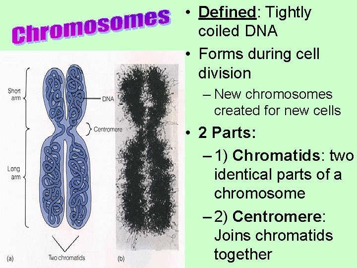  • Defined: Tightly coiled DNA • Forms during cell division – New chromosomes