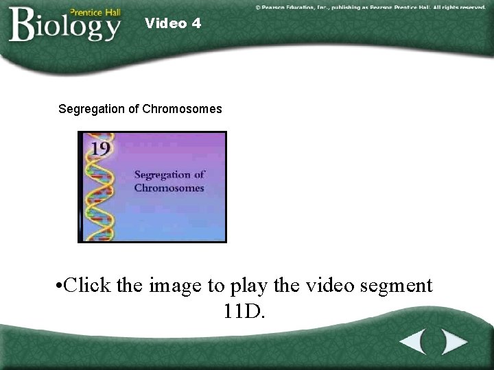 Video 4 Segregation of Chromosomes • Click the image to play the video segment