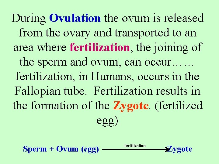 During Ovulation the ovum is released from the ovary and transported to an area