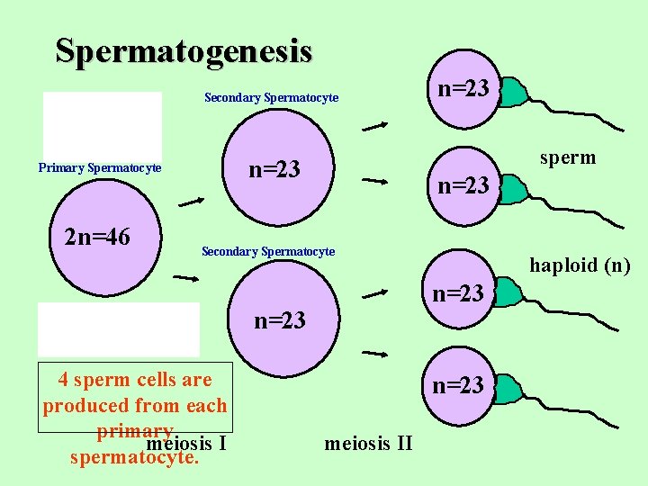 Spermatogenesis Secondary Spermatocyte human sex cell 2 n=46 sperm n=23 Primary Spermatocyte n=23 Secondary