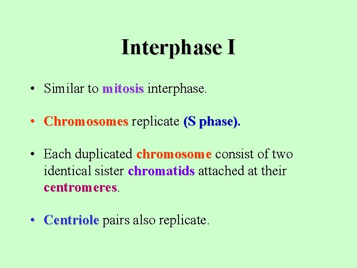 Interphase I • Similar to mitosis interphase. • Chromosomes replicate (S phase). • Each