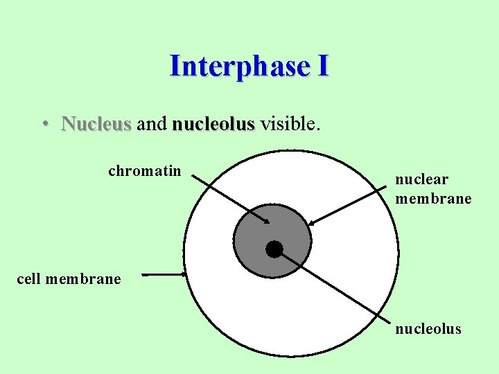 Interphase I • Nucleus and nucleolus visible. chromatin nuclear membrane cell membrane nucleolus 