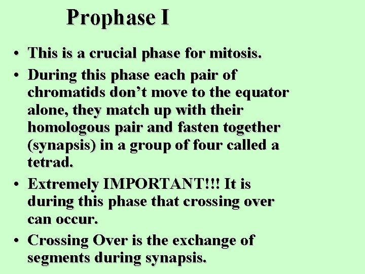 Prophase I • This is a crucial phase for mitosis. • During this phase