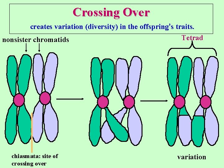 Crossing Over creates variation (diversity) in the offspring’s traits. Tetrad nonsister chromatids chiasmata: site