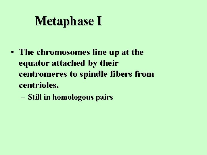 Metaphase I • The chromosomes line up at the equator attached by their centromeres