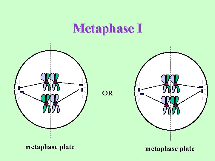 Metaphase I OR metaphase plate 