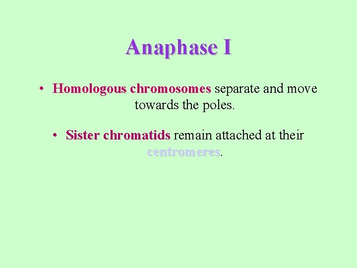 Anaphase I • Homologous chromosomes separate and move towards the poles. • Sister chromatids