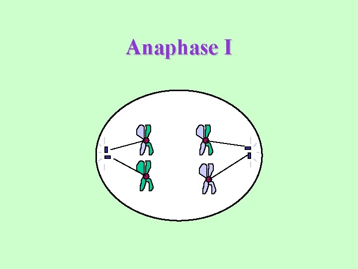 Anaphase I 