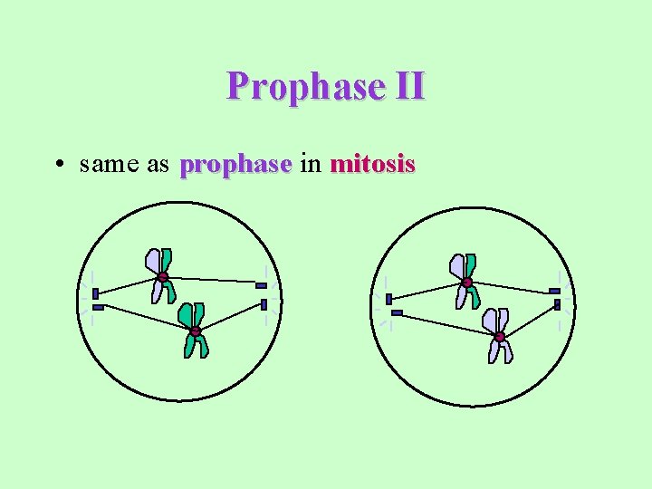 Prophase II • same as prophase in mitosis 