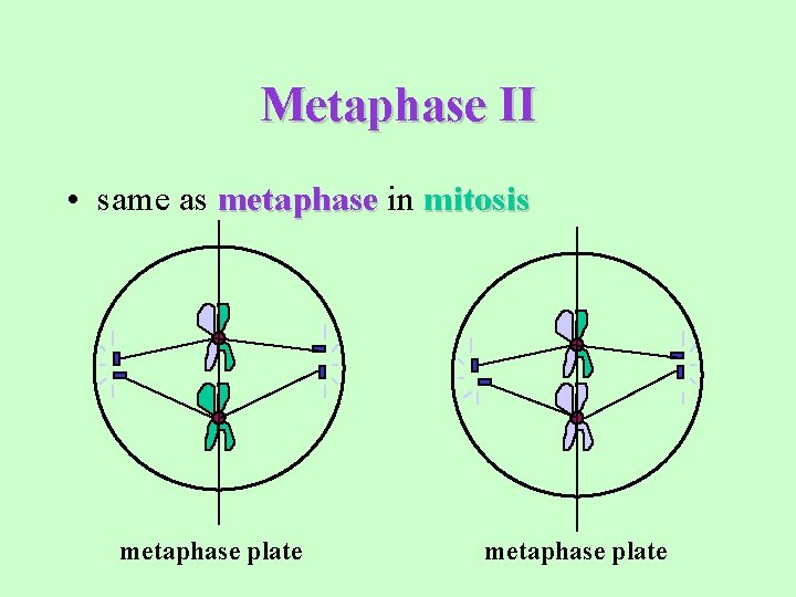 Metaphase II • same as metaphase in mitosis metaphase plate 