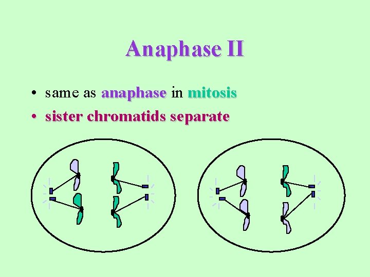 Anaphase II • same as anaphase in mitosis • sister chromatids separate 