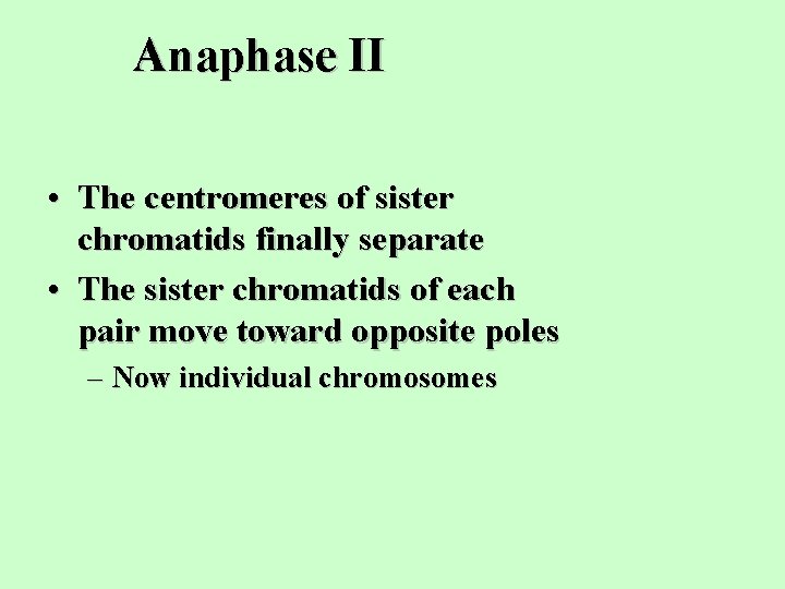 Anaphase II • The centromeres of sister chromatids finally separate • The sister chromatids