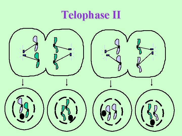 Telophase II 