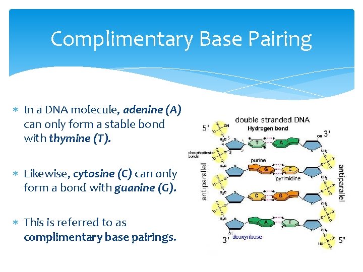 Complimentary Base Pairing In a DNA molecule, adenine (A) can only form a stable