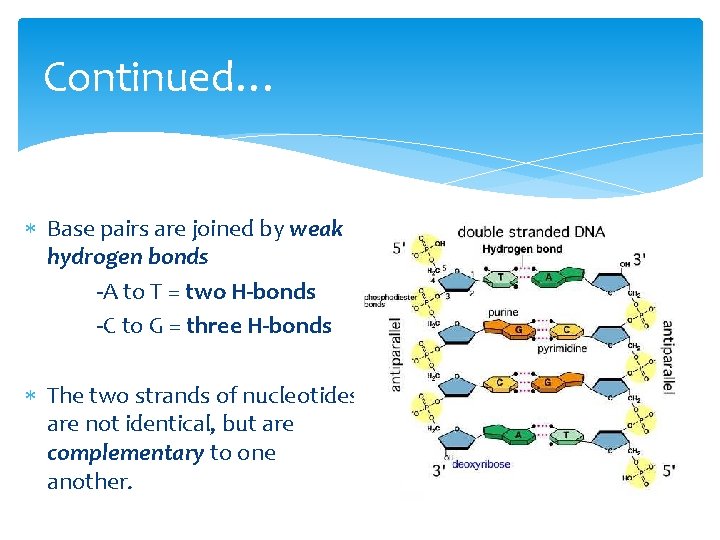 Continued… Base pairs are joined by weak hydrogen bonds -A to T = two