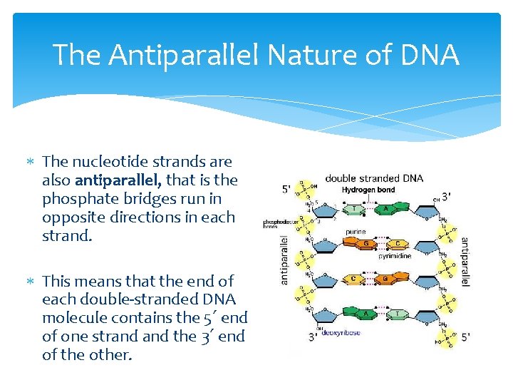 The Antiparallel Nature of DNA The nucleotide strands are also antiparallel, that is the