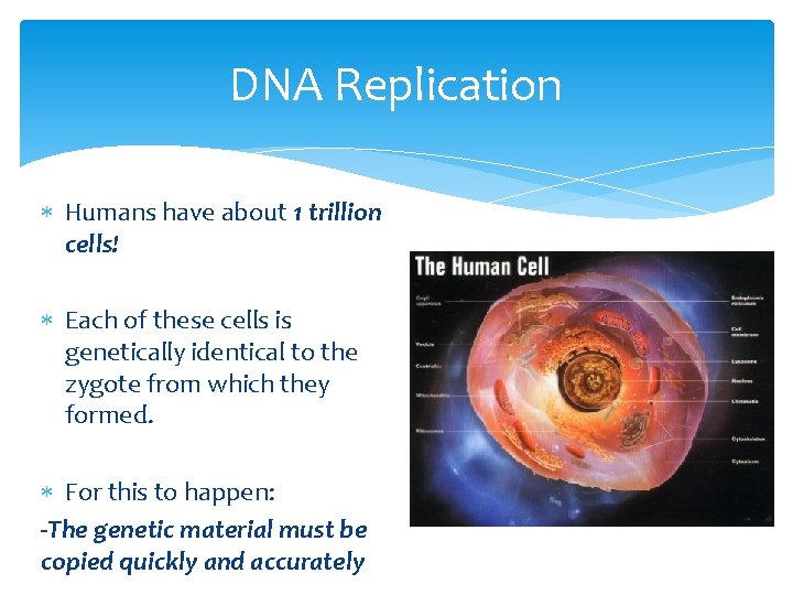 DNA Replication Humans have about 1 trillion cells! Each of these cells is genetically
