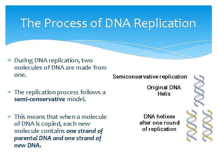 The Process of DNA Replication During DNA replication, two molecules of DNA are made